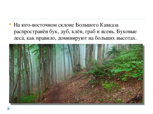 На юго-восточном склоне Большого Кавказа распространён бук, дуб, клён, граб и ясень. Буковые леса, как правило, доминируют на больших высотах. 