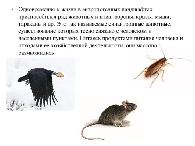 Мыши мухи
