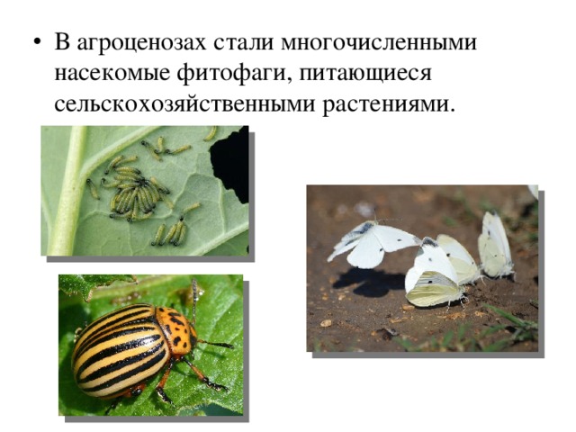 В агроценозах стали многочисленными насекомые фитофаги, питающиеся сельскохозяйственными растениями. 
