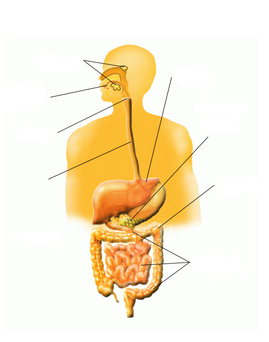 Система пищеварения человека в картинках