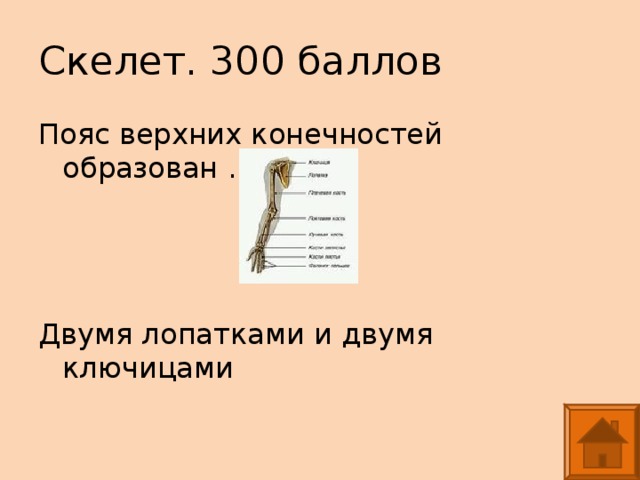 Скелет верхних конечностей образован