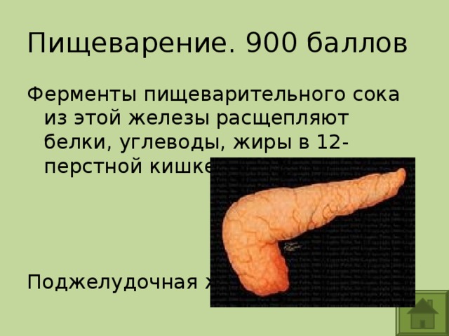 Пищеварение. 900 баллов Ферменты пищеварительного сока из этой железы расщепляют белки, углеводы, жиры в 12-перстной кишке. Поджелудочная железа 