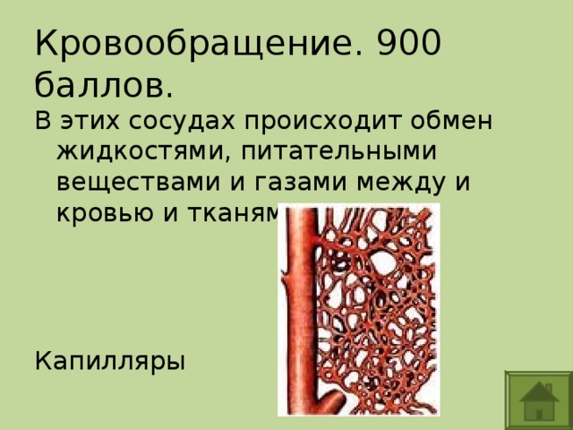 Обмен веществ между. Обмен веществ между кровью и тканями происходит в. Обмен веществ между кровью и клетками происходит в. Обмен веществ в капиллярах. Обменные процессы в капиллярах.