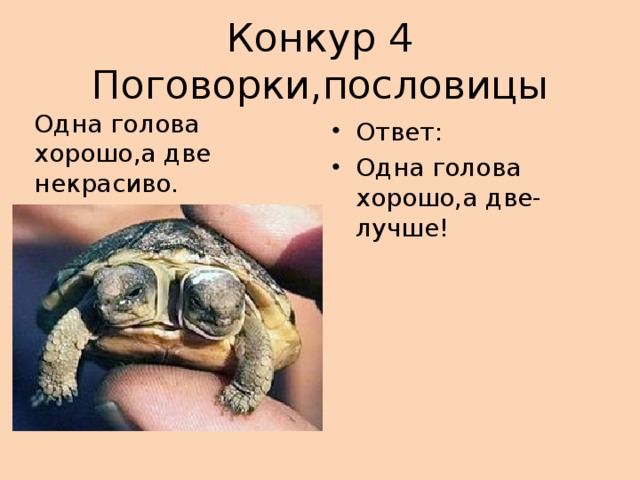 Картинка к пословице одна голова хорошо а две лучше