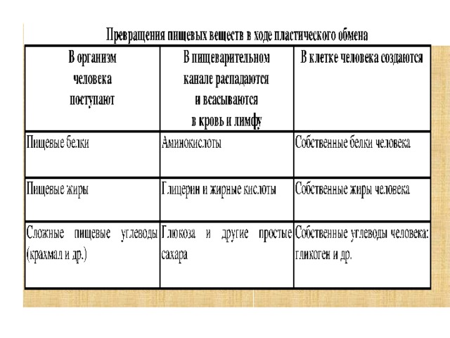 Пищеварительная система обмен веществ ответы