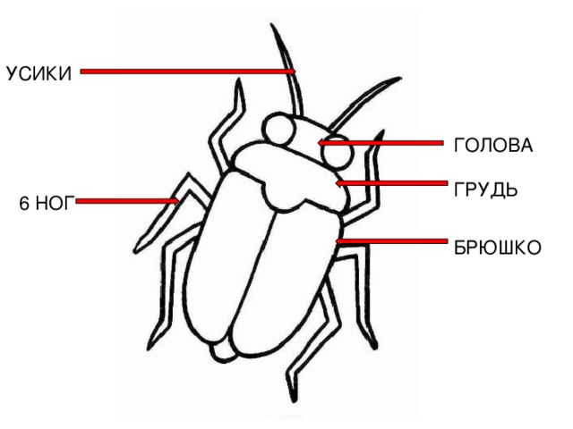 Схематически изобразить насекомых. Насекомые строение тела отделы тела. Отделы тела голова грудь и брюшко. Подпиши части тела насекомого. Строение тела насекомых для детей.