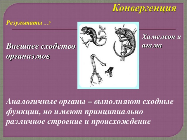Результаты …? Хамелеон и агама Внешнее сходство организмов Аналогичные органы – выполняют сходные функции, но имеют принципиально различное строение и происхождение