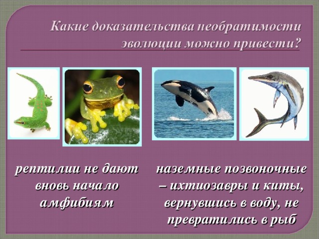 рептилии не дают вновь начало амфибиям наземные позвоночные – ихтиозавры и киты, вернувшись в воду, не превратились в рыб