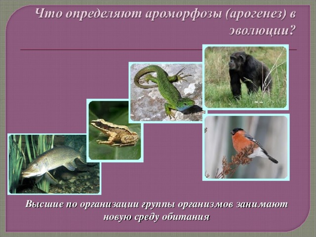 Высшие по организации группы организмов занимают новую среду обитания