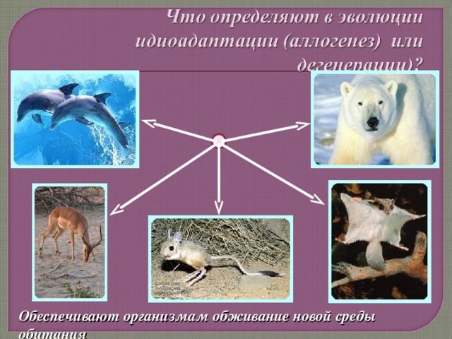 Обеспечивают организмам обживание новой среды обитания