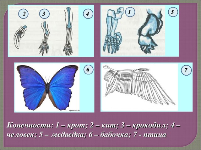 Конечности: 1 – крот; 2 – кит; 3 – крокодил; 4 – человек; 5 – медведка; 6 – бабочка; 7 - птица