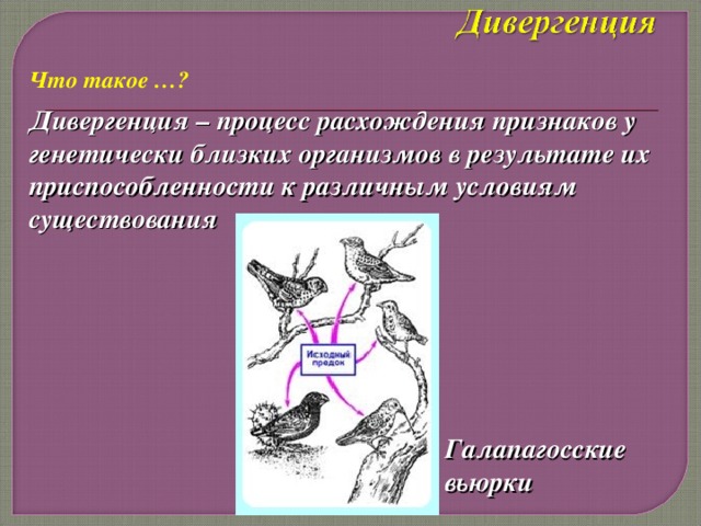Что такое …? Дивергенция – процесс расхождения признаков у генетически близких организмов в результате их приспособленности к различным условиям существования Галапагосские вьюрки