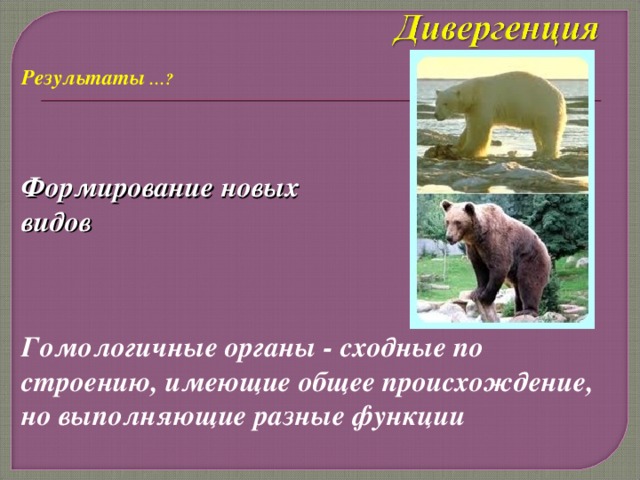Результаты …? Формирование новых видов Гомологичные органы - сходные по строению, имеющие общее происхождение, но выполняющие разные функции