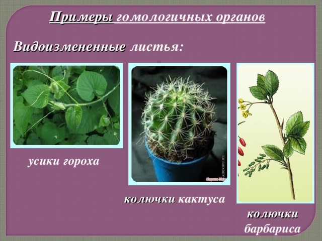 Видоизмененные листья. Колючка барбариса это видоизменение. Кактус видоизменение листьев. Колючки видоизмененные листья. Видоизмененные листья кактуса и барбариса.