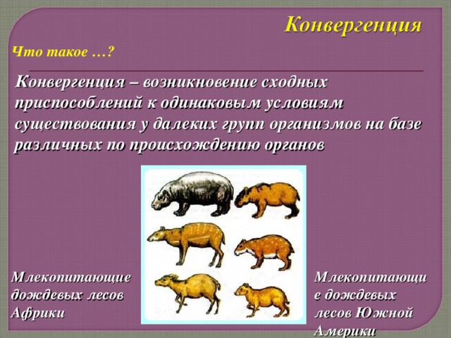 Что такое …? Конвергенция – возникновение сходных приспособлений к одинаковым условиям существования у далеких групп организмов на базе различных по происхождению органов Млекопитающие дождевых лесов Африки Млекопитающие дождевых лесов Южной Америки