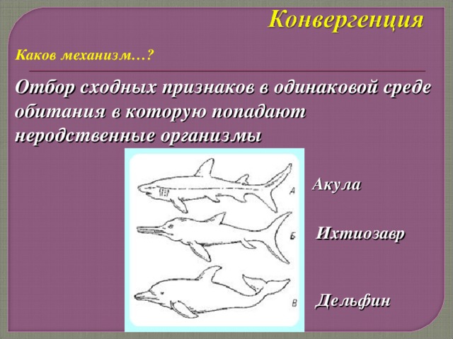 Каков механизм…? Отбор сходных признаков в одинаковой среде обитания в которую попадают неродственные организмы Акула  Ихтиозавр  Дельфин