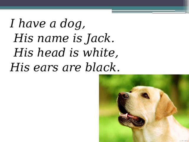 He has dog. I have got a Dog his name is Jack. I have a Dog. Стих i have a Dog his name is Jack. I have a Dog his name is Jack his Coat is White.