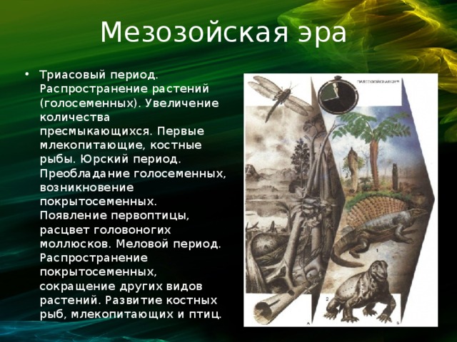 Новый период появился в периоде. Эра возникновения голосеменных. Появление голосеменных Эра и период. Появление цветковых растений Эра и период. Появление первых птиц Эра период.