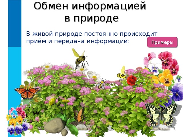 Обмен информацией  в природе В живой природе постоянно происходит приём и передача информации: Примеры 