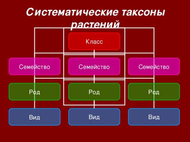 Систематические таксоны биология