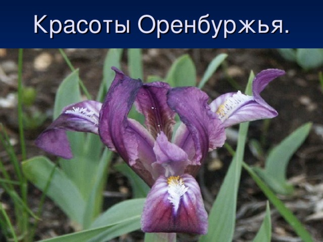 Красоты Оренбуржья. 