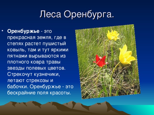 Леса Оренбурга. Оренбуржье - это прекрасная земля, где в степях растет пушистый ковыль, там и тут яркими пятнами вырываются из плотного ковра травы звезды полевых цветов. Стрекочут кузнечики, летают стрекозы и бабочки. Оренбуржье - это бескрайние поля красоты. 