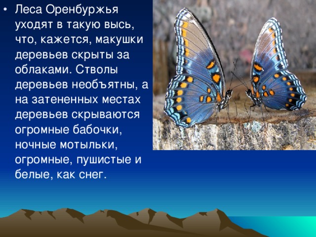 Леса Оренбуржья уходят в такую высь, что, кажется, макушки деревьев скрыты за облаками. Стволы деревьев необъятны, а на затененных местах деревьев скрываются огромные бабочки, ночные мотыльки, огромные, пушистые и белые, как снег. 