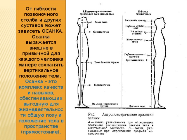 От гибкости позвоночного столба и других суставов может зависеть ОСАНКА. Осанка выражается внешне в привычной для каждого человека манере сохранять вертикальное положение тела. Осанка – это комплекс качеств и навыков, обеспечивающих выгодную для жизнедеятельности общую позу и положение тела в пространстве (прямостояние).