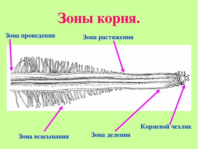 Покажите стрелками и подпишите на рисунке зону деления зону проведения зону всасывания корня