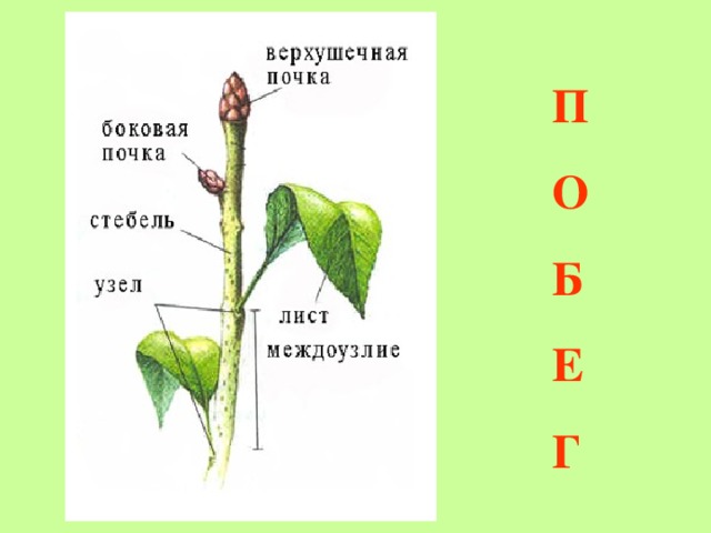 Стебель лист узел. Почки на стебле. Расположение почек на стебле. Почки по расположению на стебле. Верхушечные почки растений.