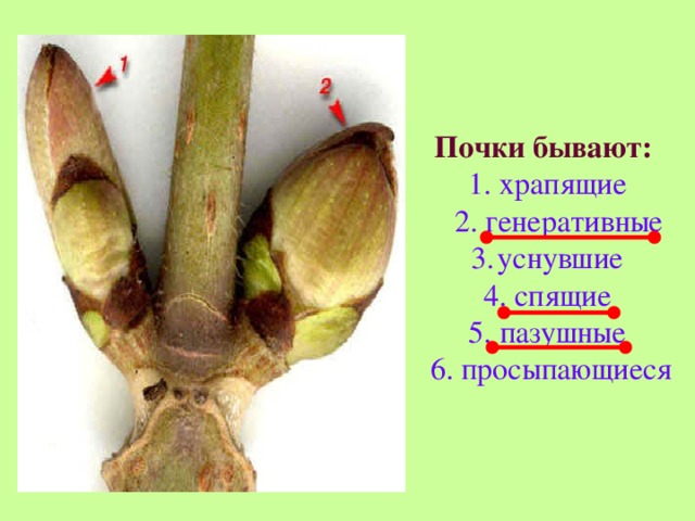 Почки бывают:  1. храпящие  2. генеративные уснувшие 4. спящие 5. пазушные  6. просыпающиеся