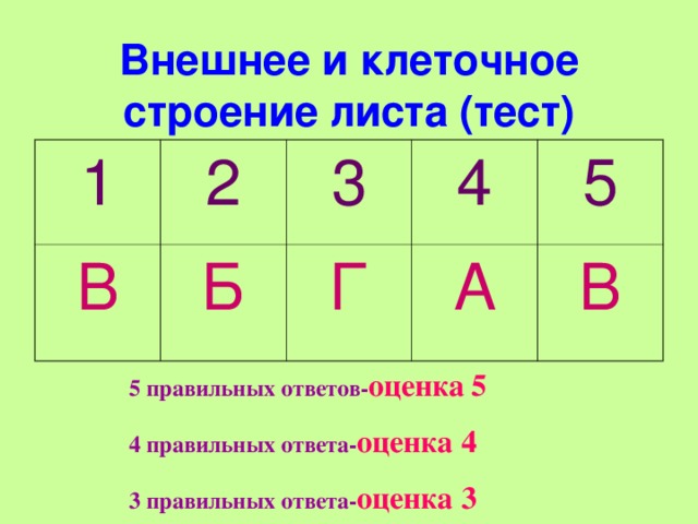 Внешнее и клеточное строение листа (тест) 1 2 В 3 Б 4 Г 5 А В 5 правильных  ответов- оценка  5 4 правильных  ответа- оценка 4 3 правильных  ответа- оценка 3