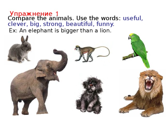 Упражнение  1     Compare the animals. Use the words: useful, clever, big, strong, beautiful, funny.  Ex: An elephant is bigger than a lion.  