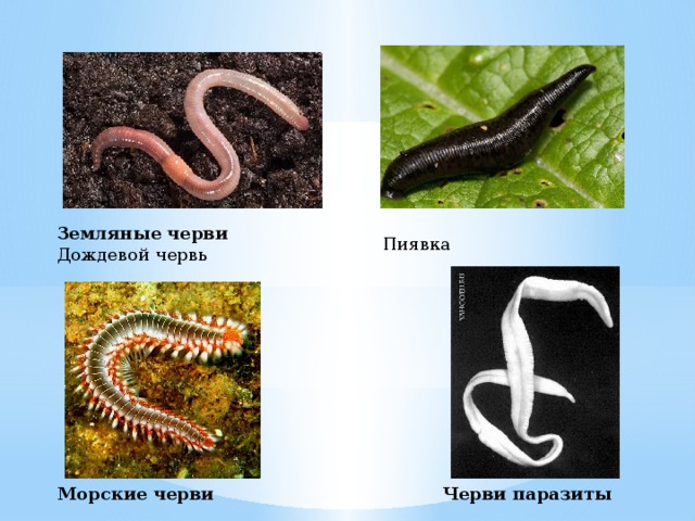 Черви имена. Беспозвоночные животные 3 класс дождевой червь. Беспозвоночные животные 5 класс биология черви. Примеры червей животных.