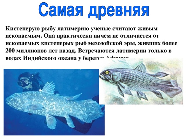 Назовите черты строения древней группы рыб. Кистепёрая рыба Латимерия. Латимерия подкласс. Латимерия рыба строение. Латимерия это хрящевая рыба.