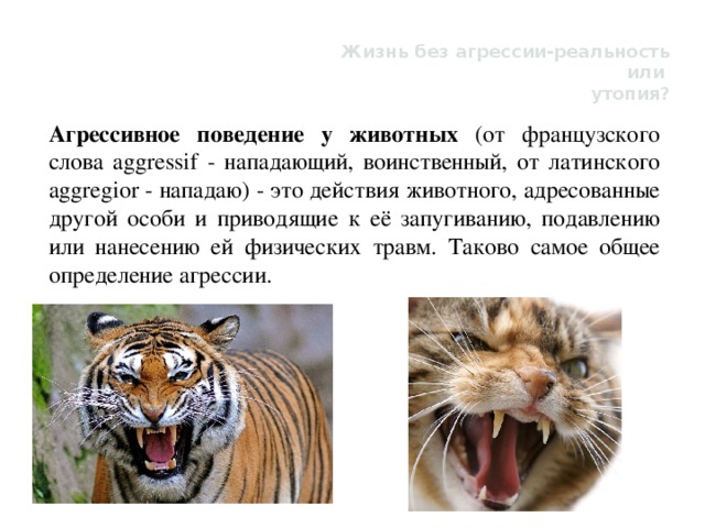 Жизнь без агрессии-реальность или утопия? Агрессивное поведение у животных (от французского слова aggressif - нападающий, воинственный, от латинского aggregior - нападаю) - это действия животного, адресованные другой особи и приводящие к её запугиванию, подавлению или нанесению ей физических травм. Таково самое общее определение агрессии. 