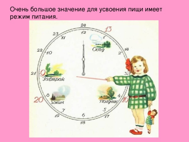 Очень большое значение для усвоения пищи имеет режим питания. 