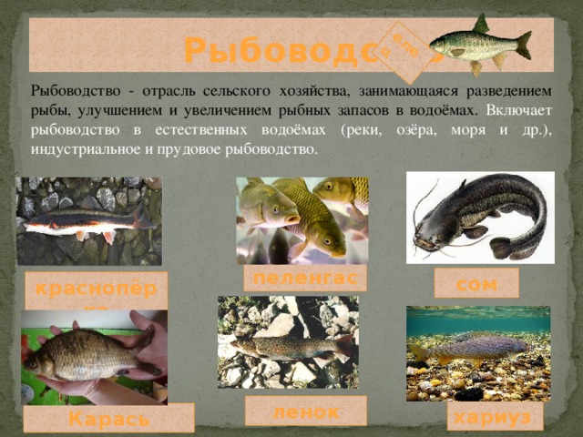 Каких домашних млекопитающих рыб разводят люди. Рыбоводство отрасль животноводства. Презентация на тему рыбоводство. Рыбоводство в естественных водоемах. Рыбоводство как отрасль животноводства.