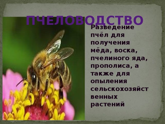 пчеловодство Разведение пчёл для получения мёда, воска, пчелиного яда, прополиса, а также для опыления сельскохозяйственных растений 