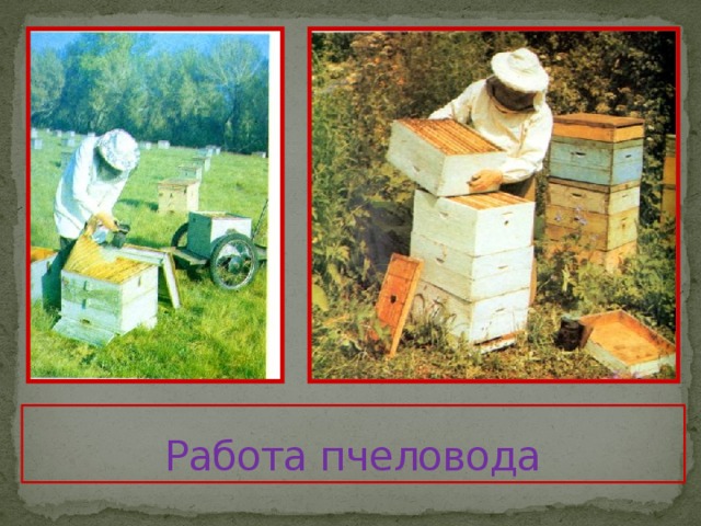 Работа пчеловода 