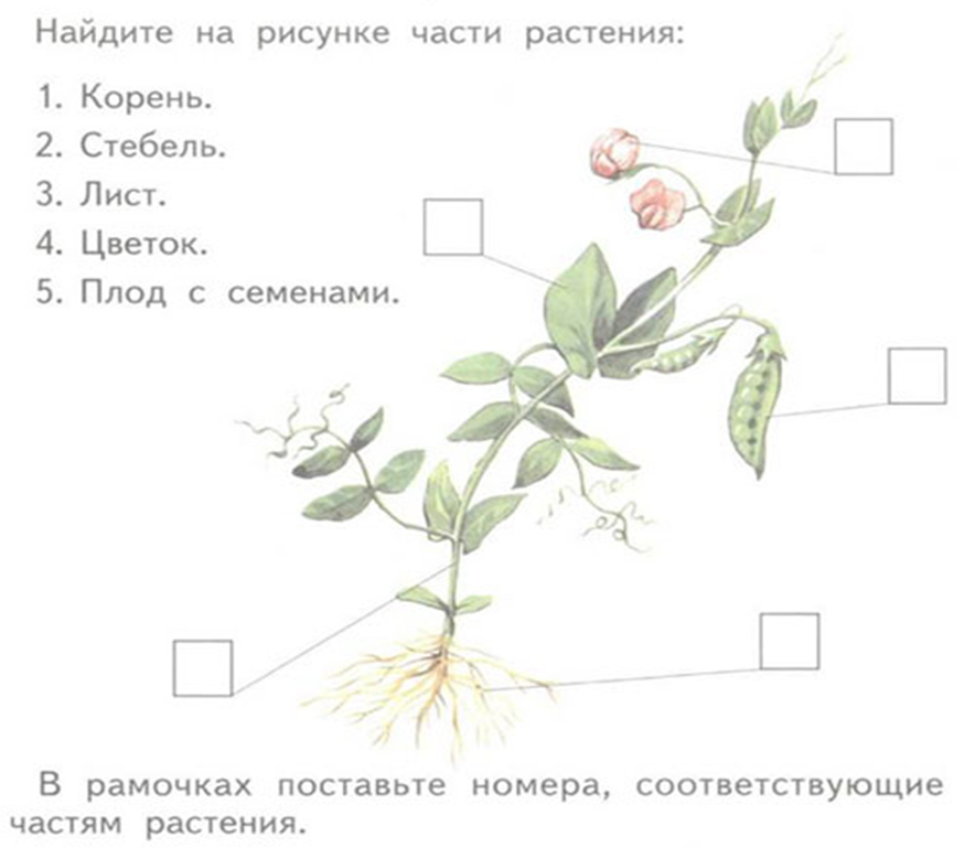 Запиши части растения. Части растения. Части растений задания. Части растений 3 класс. Части растений карточка.