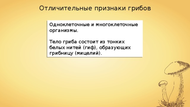 Отличительные признаки грибов Одноклеточные и многоклеточные организмы. Тело гриба состоит из тонких белых нитей (гиф), образующих грибницу (мицелий). 