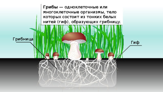 Грибы — одноклеточные или многоклеточные организмы, тело которых состоит из тонких белых нитей (гиф), образующих грибницу.  Грибница Гиф 
