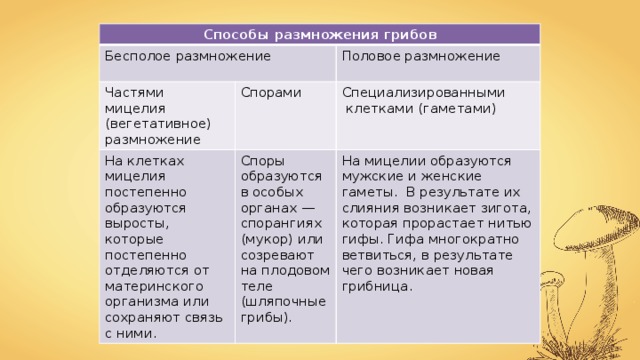 Способы размножения грибов Бесполое размножение Частями мицелия (вегетативное) размножение Спорами На клетках мицелия постепенно образуются выросты, которые постепенно отделяются от материнского организма или сохраняют связь с ними. Половое размножение Споры образуются в особых органах — спорангиях (мукор) или созревают на плодовом теле (шляпочные грибы). Специализированными  клетками (гаметами) На мицелии образуются мужские и женские гаметы. В результате их слияния возникает зигота, которая прорастает нитью гифы. Гифа многократно ветвиться, в результате чего возникает новая грибница. 