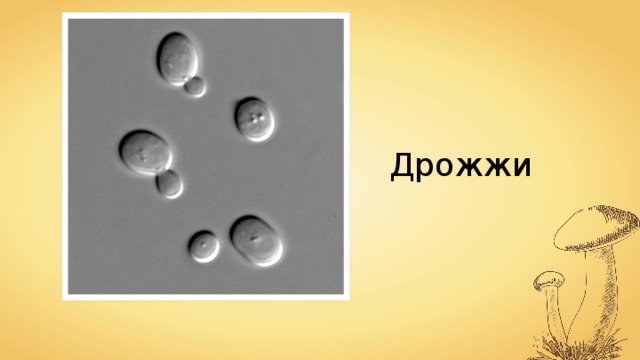Дрожжи 
