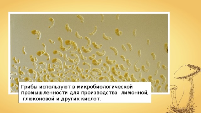 Грибы используют в микробиологической промышленности для производства лимонной,  глюконовой и других кислот. 