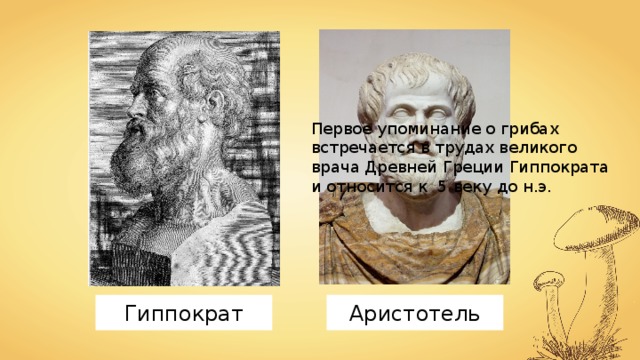 Первое упоминание о грибах встречается в трудах великого врача Древней Греции Гиппократа и относится к 5 веку до н.э. Гиппократ Аристотель 
