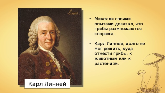 Микелли своими опытами доказал, что грибы размножаются спорами. Карл Линней, долго не мог решить, куда отнести грибы: к животным или к растениям. Карл Линней 