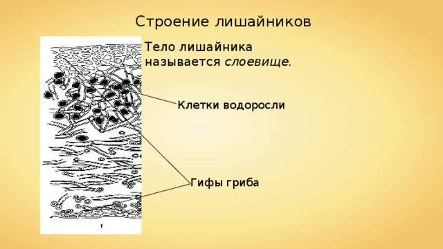 Строение лишайников Тело лишайника называется  слоевище.   Клетки водоросли Гифы гриба 