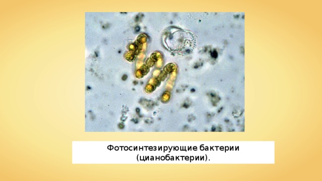 Фотосинтезирующие бактерии (цианобактерии). 
